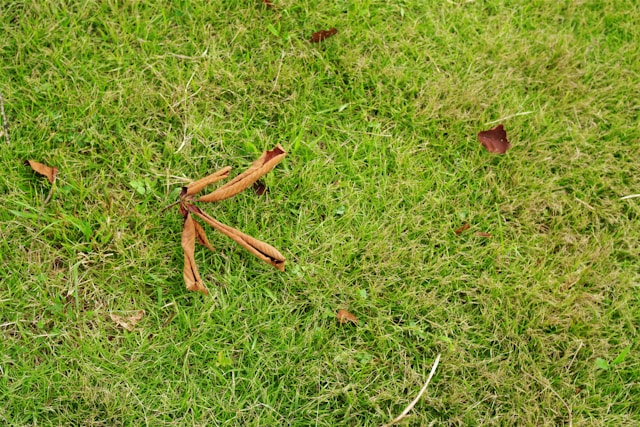 Lawn Aeration in Phoenix: Boost Grass Health with Professional Services from Sergios Lawn Services