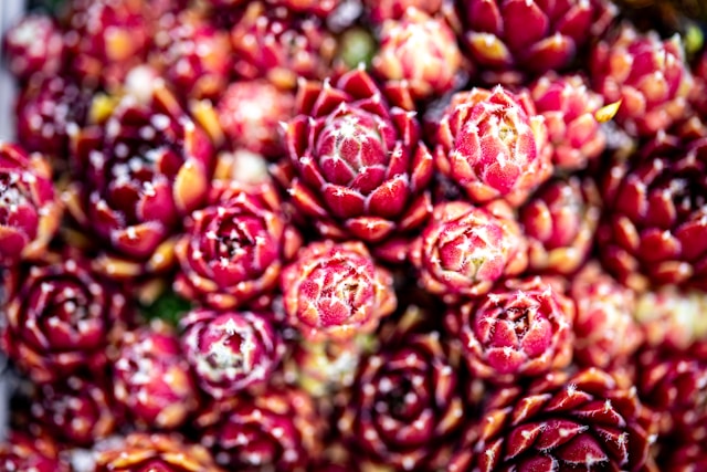 Landscaping Services Guide: Creating Beautiful Xeriscape Designs for Arizona Homes