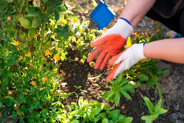 Professional Lawn Care & Fertilization Services in Phoenix: Building Healthier, Greener Lawns in the Arizona Climate