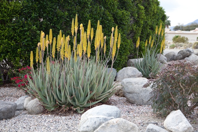 Xeriscaping and Water-Efficient Landscaping in Arizona: A Strategic Shift for Companies Like Sergios Lawn Services